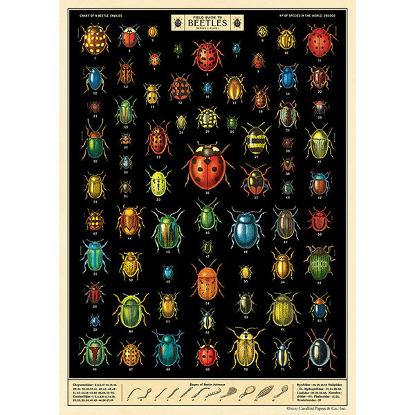 Field Guide to Beetles Poster
