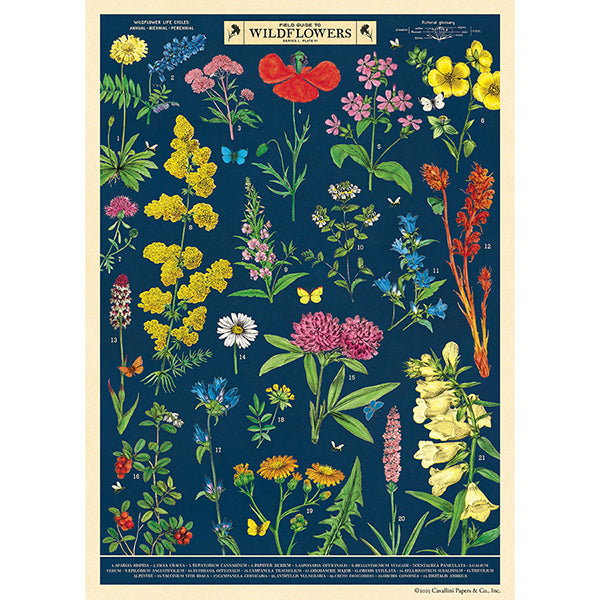 Field Guide to Wildflowers Poster