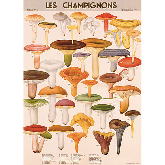 Mushrooms Poster