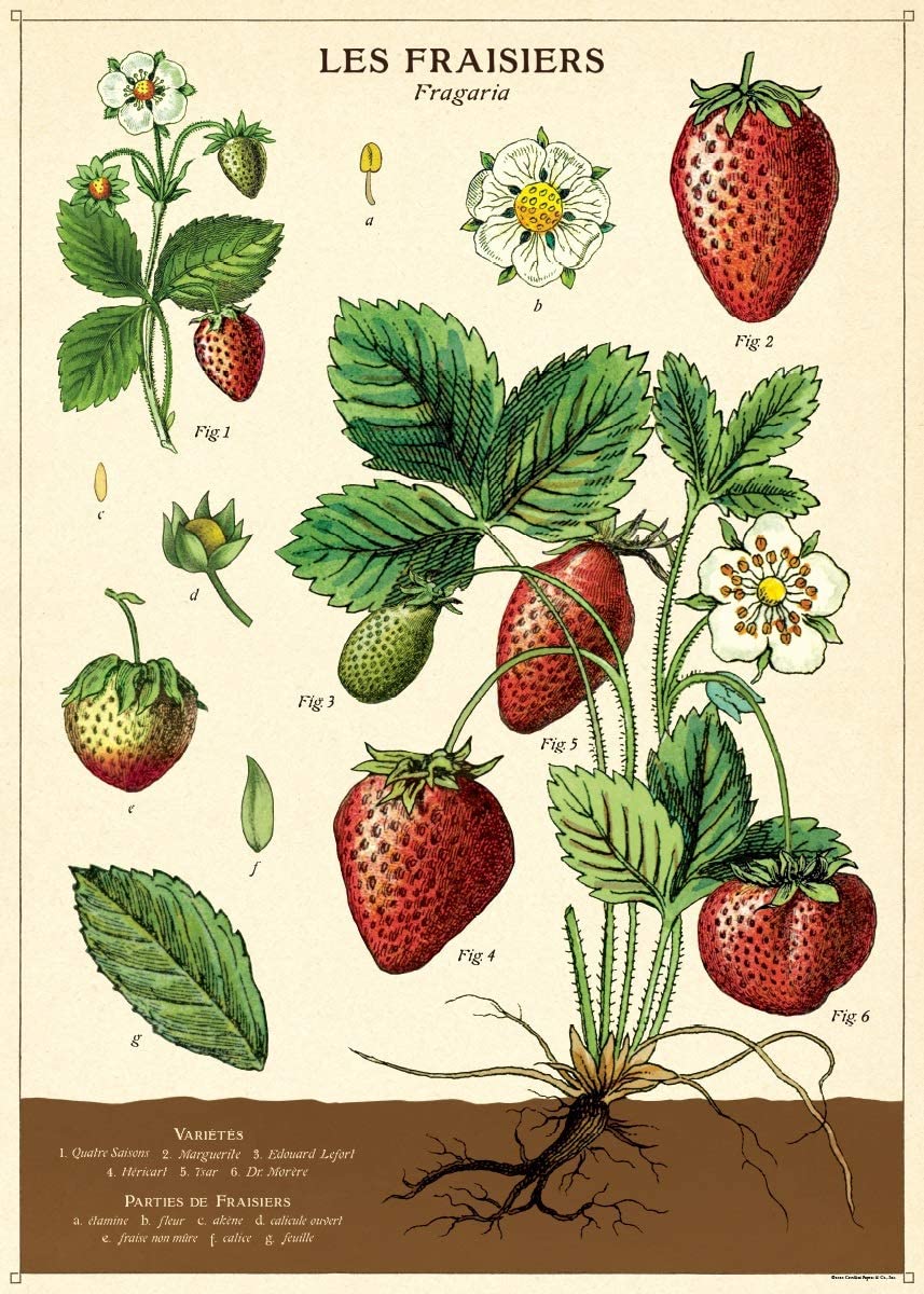 Poster - Strawberries - Birch Hill Studio