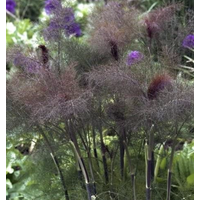 Bronze Fennel Tarot Seed Packet - Birch Hill Studio