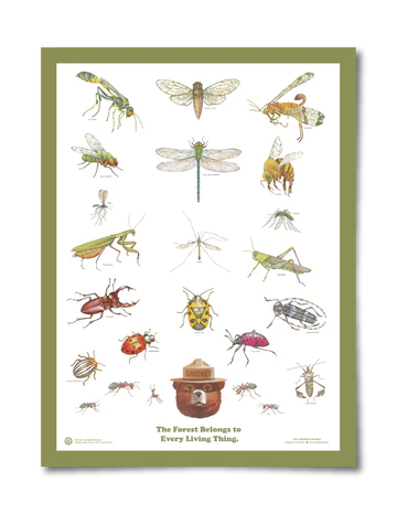 Insects of the Forest Educational Poster - Birch Hill Studio
