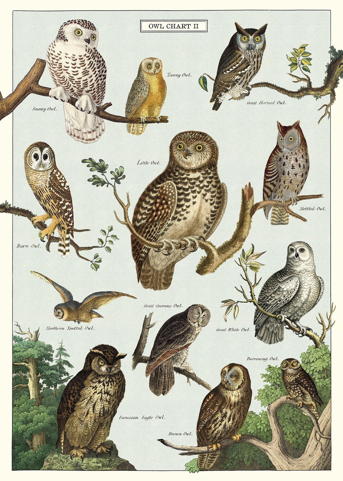 Poster - Owl Chart - Birch Hill Studio