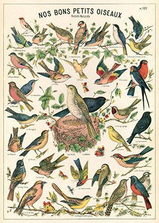 Poster - Birds - Birch Hill Studio