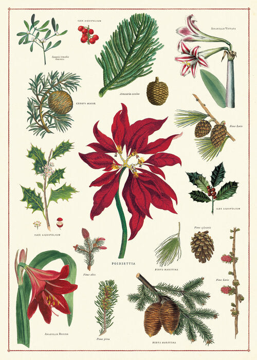 Poster - Christmas Botanica - Birch Hill Studio