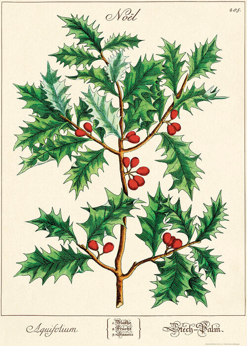 Poster - Holly Branch Christmas - Birch Hill Studio