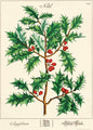 Poster - Holly Branch Christmas - Birch Hill Studio