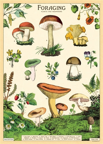 Foraging Plants and Mushrooms Poster - Birch Hill Studio