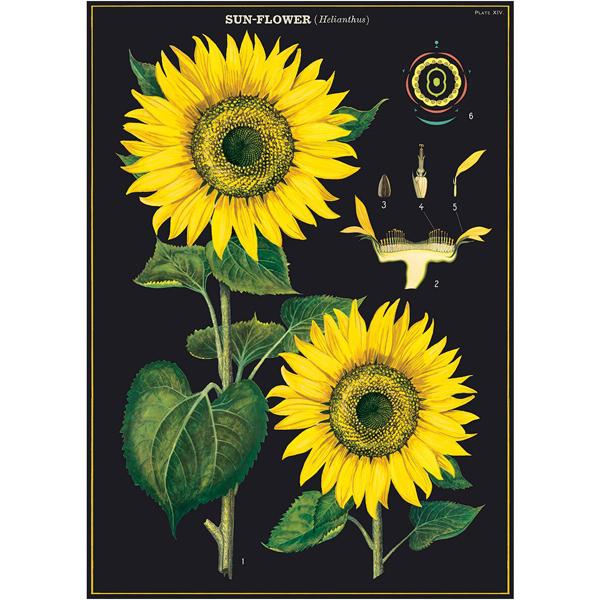 Poster - Sunflowers - Birch Hill Studio